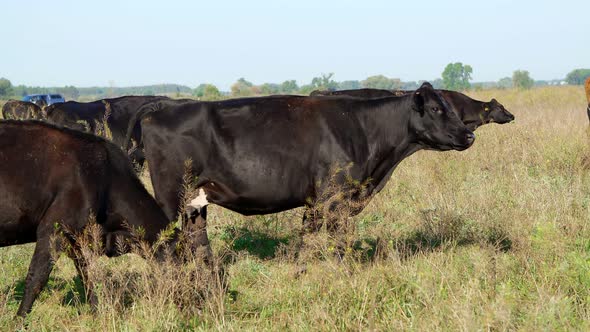 Close Up in Meadow on Farm Big Black Pedigree Breeding Cows Bulls are Grazing