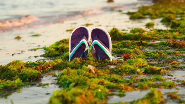 Green Seaweed on the Sea with Flip Flops in the Middle