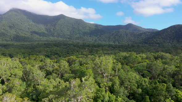 Daintree Rainforest aerial above tree canopy with mountains, Queensland, Australia