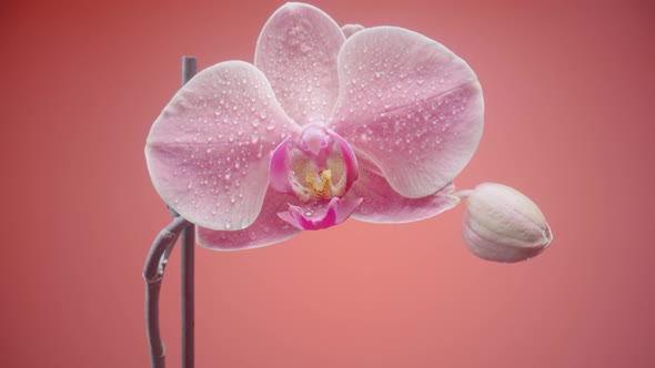 Exotic Pink Orchid Flower Wet with Dew Droplets on Isolated Red Background