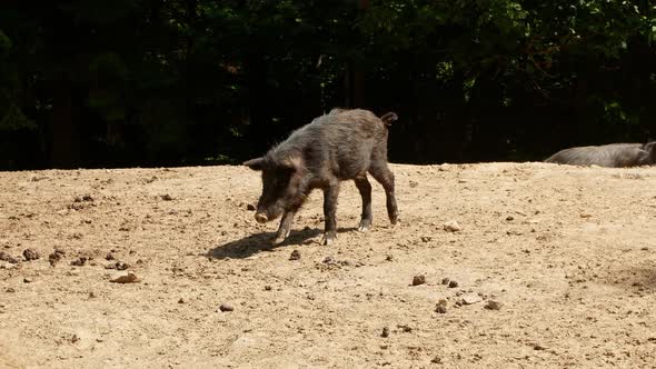 Wild boars walk through the forest on a bright sunny day. Wild pigs is resting with their cubs.