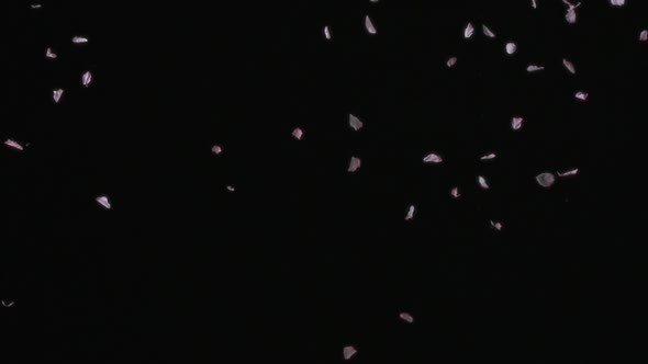 Cherry blossom petals falling, Slow Motion alt