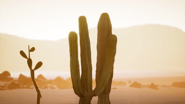 Arizona Desert Sunset with Giant Saguaro Cactus