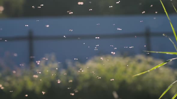 Flying Midges