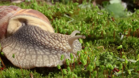 Helix Pomatia Also Roman Snail, Burgundy Snail