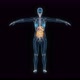 Female digestive system 3d hologram - VideoHive Item for Sale