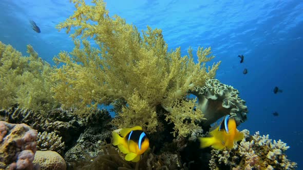 Underwater Clown Fish