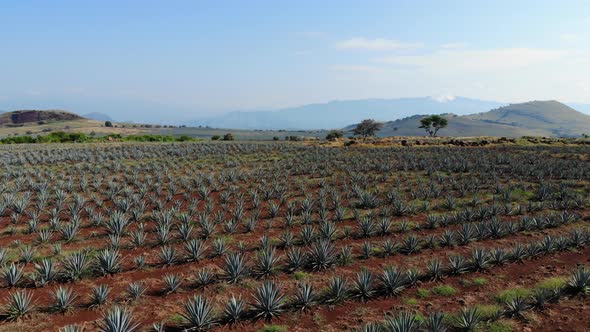 Landscape agave fields sowing lands of maguey blue agave for tequila