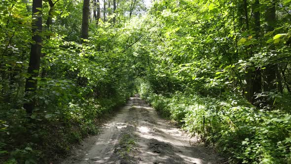 Natural Landscape in the Forest During the Day