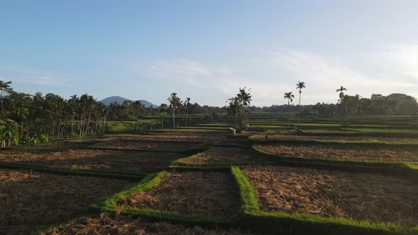 Aerial view of morning in rice field Bali in traditional village