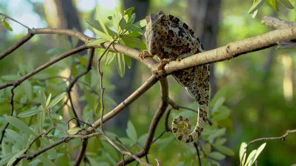 Chameleon on Tree