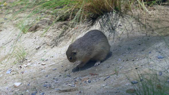 Cute Ground Squirrel eating dune grass in wilderness during sunny day,close up - 4K prores shot of w