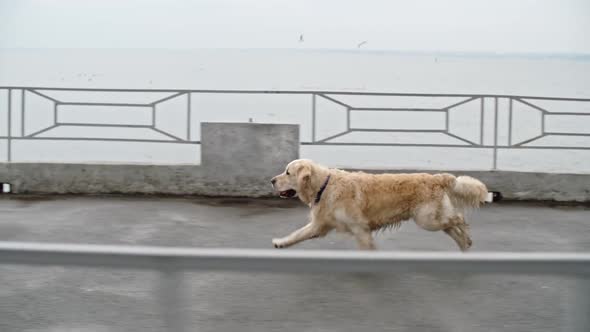 Gorgeous Retriever Dog Running