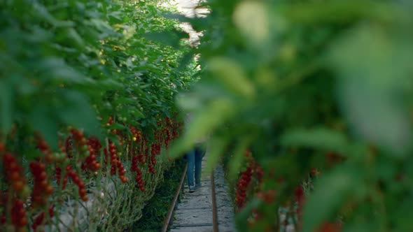 Farmer Agronomist Inspect Tomato Cultivation Eco Food Harvest in Greenhouse