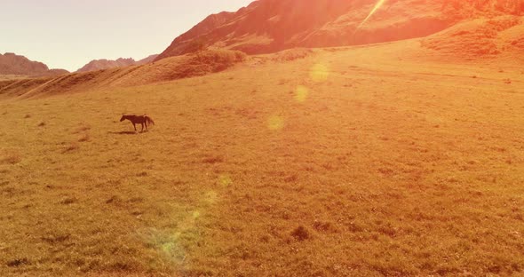 Flight Over Wild Horses Herd on Meadow