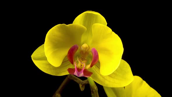 Blooming Yellow Orchid Phalaenopsis Flower