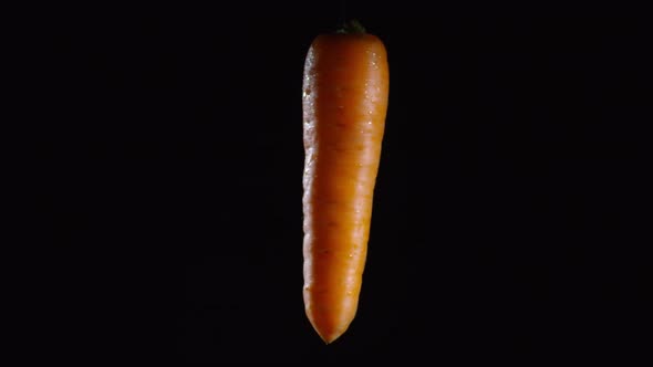 Wet Carrot Floating Isolated on Black Background