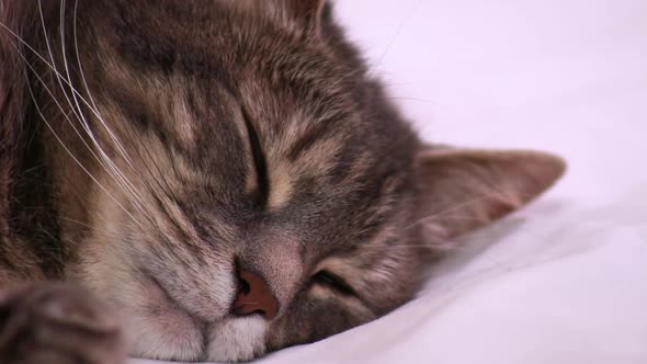 Cute tabby cat sleeps soundly in an extreme close up against a white backdrop