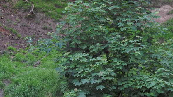 Brown bear (Ursus arctos) in the forest