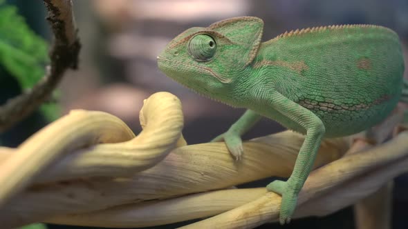 Chameleon Sits on a Branch in the Jungle