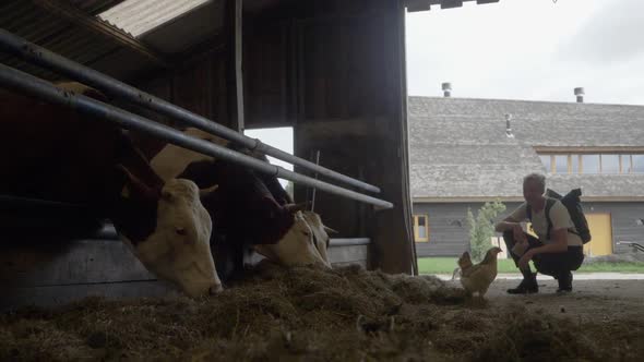Slow motion low angle shot of a traveler observing cows eating inside a barn with a chicken walking