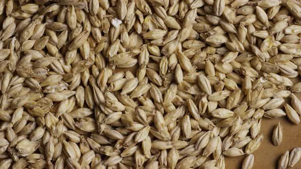 Rotating shot of barley and other beer brewing ingredients - BEER BREWING 114