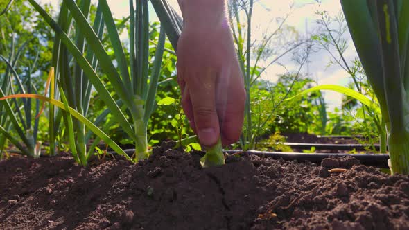 Crop Man Hand Harvesting Onion on Sunny Day
