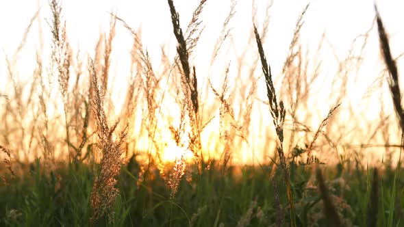Dry grass-panicles of the Pampas against orange sky with a setting sun