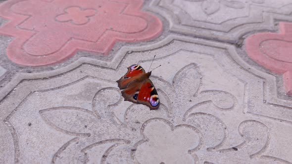 Beautiful Multicolored Butterfly