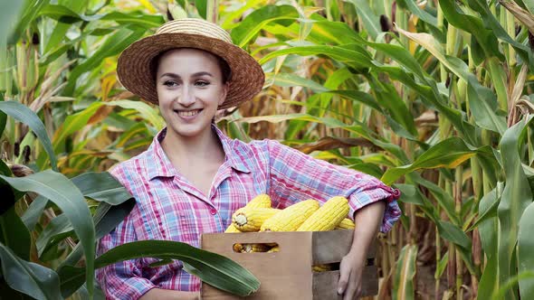 Farmer harvesting sweet corn cobs in corn field