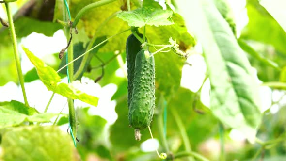 Cucumber in the Vegetable Garden