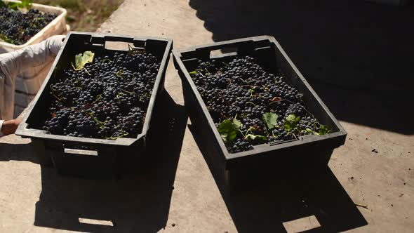 Harvest of Grape for Red Wine at Wine Factory,