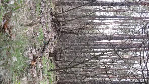 Vertical Video of Trees in a Pine Forest Slow Motion