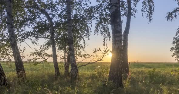 Meadow Timelapse at the Summer or Autumn Time. Rural Field Witch Sun Rays, Trees and Green Grass