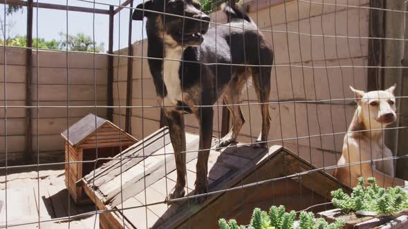 Abandoned dog locked up in a shelter