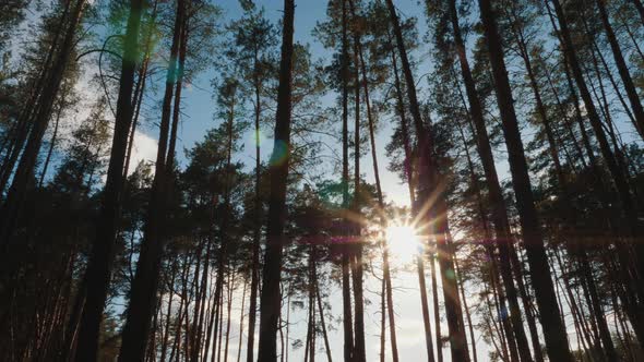 Sun and Sunbeams Through Branches and Trunks of Trees