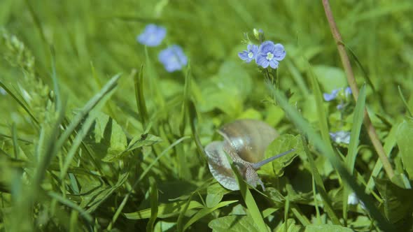 Snail On The Grass 4