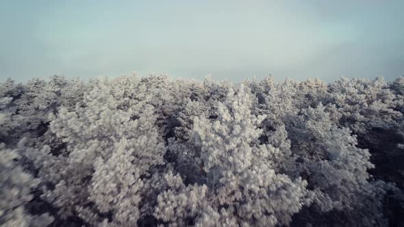 Aerial footage of flying from pine forest in snow to village