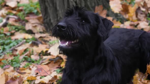A Black Giant Schnauzer Lies on Yellowed Fallen Leaves in the Park Next To a Tree
