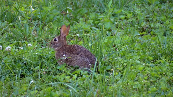 Cautious Brown Bunny looking around in the grass 4K