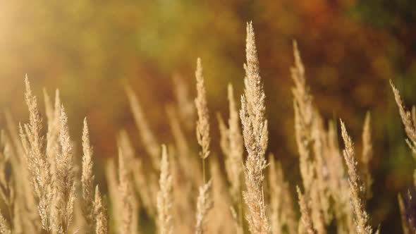 Grass On The Background Of Autumn Trees