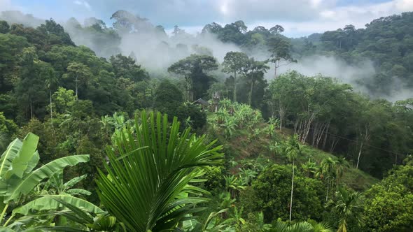 Fog After A Rain Over The Jungles