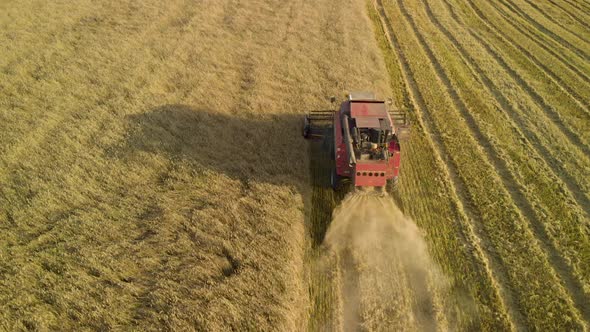 Combine Harvester Cutting Grain in the Warm Sun