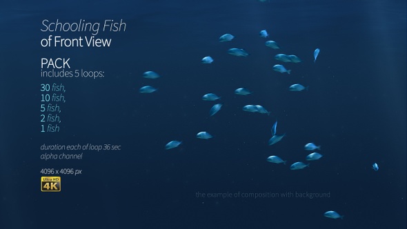 Schooling Fish Of Front View