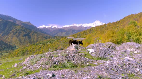 A black cow looks into the camera. mountains in Georgia, in Svaneti,