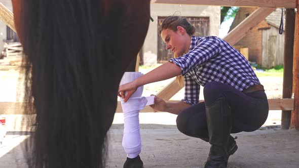 Horse Owner Applying A Bandage On Her Horse Legs In The Stable During The Daytime