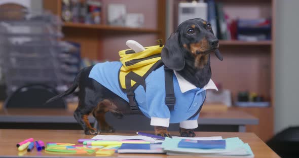 Black Dachshund Barks Loudly Standing on Desk in Classroom