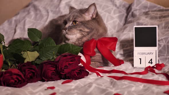 Valentine's day at home with a beloved pet