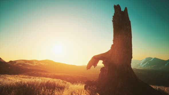 Old Tree Stump Trunk on the Hill at Sunset