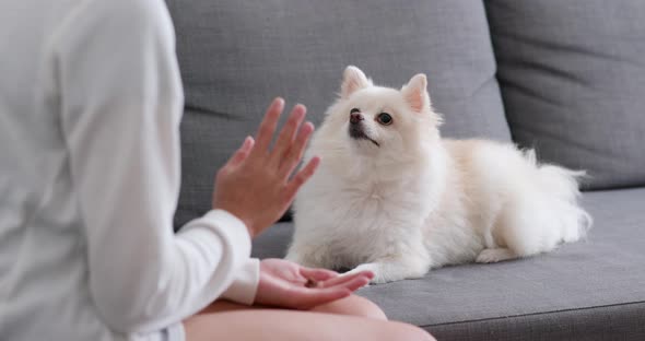 White Pomeranian Dog Give Hand to Pet Owner